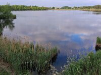 NL, Noord-Brabant, Valkenswaard, Visvijvers in Landgoed Valkenhorst 46, Saxifraga-Tom Heijnen