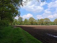 NL, Noord-Brabant, Veldhoven, near Toterfout 2, Saxifraga-Tom Heijnen