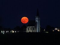 NL, Noord-Holland, Texel, Den Hoorn 21, strawberry moon, Saxifraga-Sytske Dijksen