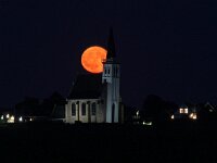 NL, Noord-Holland, Texel, Den Hoorn 22, strawberry moon, Saxifraga-Sytske Dijksen