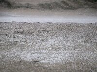 NL, Noord-Holland, Texel, paal 9 76, hail, Saxifraga-Sytske Dijksen