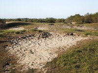 NL, Zeeland, Schouwen-Duiveland, Westenschouwen 46, Saxifraga-Roel Meijer  Burgh-Haamstede, Zeeland, Netherlands. : sand, dunes, grass, trees, forest, nature, natural, Burgh-Haamstede, Zeeland, Netherlands
