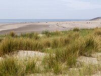 Sandy dunes with Marram grass (Ammophila arenaria) and beach; Burgh-Haamstede, Zeeland, Netherlands  Sandy dunes with Marram grass (Ammophila arenaria) and beach; Burgh-Haamstede, Zeeland, Netherlands : dunes, summer, summertime, spring, springtime, sand, sandy, Westenschouwen, Burgh-Haamstede, Schouwen Duiveland, Zeeland, Holland, Netherlands, Dutch, Europe, European, nature, natural, grass, marram grass, sea grass, Ammophila arenaria, rural, landscape, rural landscape, rural scene, non-urban landscape, non-urban scene, outside, outdoor, outdoors, beach, sea, north sea