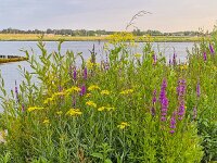 Flowery vegetation on bank of Dutch river Noord, South Holland, Netherlands  Flowery vegetation on bank of Dutch river Noord, South Holland, Netherlands : flowery, vegetation, bank, Dutch, river, Noord, South Holland, Netherlands, flower, flowers, tall, yellow, purple, green, vascular, plant, plants, botany, wildflower, flowering, in flower, in bloom, summer, summertime, nature, natural, beautiful, beauty in nature, outside, outdoor, no people, nobody, flora, floral, outdoors, loosestrive, Lythrum salicaria, spiked loosestrife, purple Lythrum, Senecio sarracenicus, broad-leaved ragwort