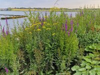 Flowery vegetation on bank of Dutch river Noord, South Holland, Netherlands  Flowery vegetation on bank of Dutch river Noord, South Holland, Netherlands : flowery, vegetation, bank, Dutch, river, Noord, South Holland, Netherlands, flower, flowers, tall, yellow, purple, green, vascular, plant, plants, botany, wildflower, flowering, in flower, in bloom, summer, summertime, nature, natural, beautiful, beauty in nature, outside, outdoor, no people, nobody, flora, floral, outdoors, loosestrive, Lythrum salicaria, spiked loosestrife, purple Lythrum, Senecio sarracenicus, broad-leaved ragwort
