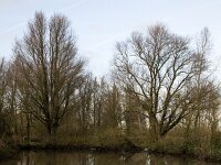 Two trees mirrored in water, Biesbosch National Park, Netherlands  Two trees mirrored in water, Biesbosch National Park, Netherlands : 2, Biesbosch, Dordrecht, Europe, European, growth, mirrored, National Park, Netherlands, NP, relaxation, rest, South Holland, trees, two, water, winter, wintertime