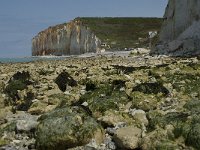 F, Seine-Maritime, Sassetot-le-Mauconduit, Les Petites Dalles 29, Saxifraga-Willem van Kruijsbergen