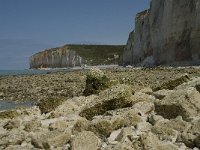 F, Seine-Maritime, Sassetot-le-Mauconduit, Les Petites Dalles 32, Saxifraga-Willem van Kruijsbergen