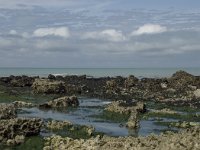 F, Seine-Maritime, Sassetot-le-Mauconduit, Les Petites Dalles 35, Saxifraga-Willem van Kruijsbergen