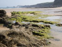 E, Cantabria, Liencres, Dunas de Liencres 28, Saxifraga-Willem van Kruijsbergen