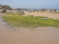 E, Cantabria, Liencres, Dunas de Liencres 30, Saxifraga-Willem van Kruijsbergen