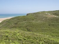 E, Cantabria, Liencres, Dunas de Liencres 55, Saxifraga-Willem van Kruijsbergen