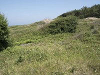 E, Cantabria, Liencres, Dunas de Liencres 57, Saxifraga-Willem van Kruijsbergen