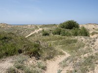 E, Cantabria, Liencres, Dunas de Liencres 71, Saxifraga-Willem van Kruijsbergen