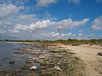 E, Mallorca, Ses Salines, Colonia de Sant Jordi 3, Saxifraga-Hans Dekker