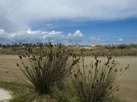 E, Tarragona, Deltebre, Eucalyptus 9, Saxifraga-Marijke Verhagen