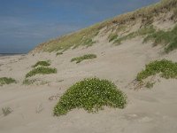 NL, Noord-Holland, Texel, Paal nine 19, Saxifraga-Jan van der Straaten