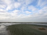 NL, Zuid-Holland, Goeree-Overflakkee, Kwade Hoek 65, Saxifraga-Bart Vastenhouw