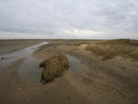 NL, Zuid-Holland, Goeree-Overflakkee, Kwade Hoek 71, Saxifraga-Bart Vastenhouw