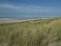 NL, Zuid-Holland, Westland, Ter Heijde 2, Saxifraga-Willem van Kruijsbergen