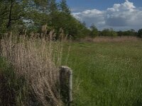 NL, Noord-Brabant, Oisterwijk, Voorste Stroom 52, Saxifraga-Jan van der Straaten