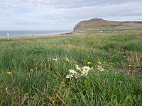 F, Pas-de-Calais, Escalles, Cap Blanc Nez 3, Saxifraga-Hans Dekker