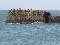 F, Seine-Maritime, Etretat 28, Saxifraga-Willem van Kruijsbergen