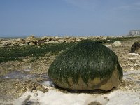 F, Seine-Maritime, Veulettes-sur-Mer 23, Saxifraga-Willem van Kruijsbergen