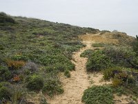 P, Beja, Odemira, Azenha do Mar 36, Saxifraga-Willem van Kruijsbergen