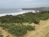 P, Beja, Odemira, Azenha do Mar 38, Saxifraga-Willem van Kruijsbergen