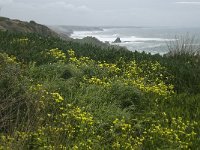 P, Beja, Odemira, Azenha do Mar 47, Saxifraga-Willem van Kruijsbergen