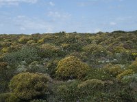 P, Faro, Aljezur, Carrapateira 196, Saxifraga-Willem van Kruijsbergen