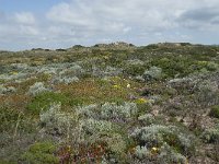 P, Faro, Aljezur, Carrapateira 207, Saxifraga-Willem van Kruijsbergen