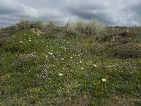 P, Faro, Aljezur, Carrapateira 272, Saxifraga-Willem van Kruijsbergen