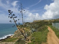 P, Faro, Burgau 17, Saxifraga-Willem van Kruijsbergen