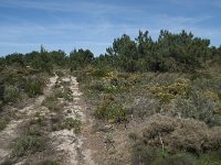 P, Faro, Rogil, Praia da Carriagem 1, Saxifraga-Willem van Kruijsbergen