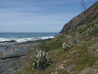 P, Faro, Rogil, Praia da Carriagem 10, Saxifraga-Willem van Kruijsbergen