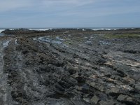 P, Faro, Rogil, Praia da Carriagem 15, Saxifraga-Willem van Kruijsbergen