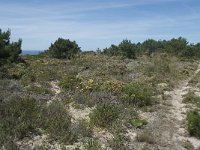 P, Faro, Rogil, Praia da Carriagem 4, Saxifraga-Willem van Kruijsbergen