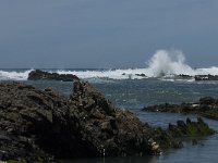 P, Faro, Rogil, Praia do Vale dos Homens 14, Saxifraga-Willem van Kruijsbergen