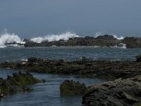 P, Faro, Rogil, Praia do Vale dos Homens 15, Saxifraga-Willem van Kruijsbergen