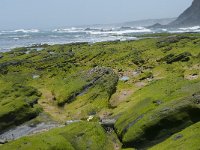 P, Faro, Rogil, Praia do Vale dos Homens 20, Saxifraga-Willem van Kruijsbergen