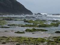 P, Faro, Rogil, Praia do Vale dos Homens 25, Saxifraga-Willem van Kruijsbergen