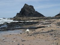 P, Faro, Rogil, Praia do Vale dos Homens 29, Saxifraga-Willem van Kruijsbergen