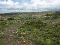 P, Faro, Vila do Bispo 11, Saxifraga-Willem van Kruijsbergen