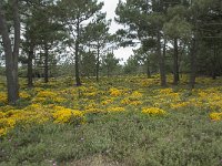 P, Faro, Vila do Bispo 12, Saxifraga-Willem van Kruijsbergen