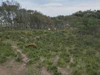 P, Faro, Vila do Bispo 17, Saxifraga-Willem van Kruijsbergen