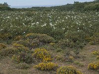 P, Faro, Vila do Bispo 18, Saxifraga-Willem van Kruijsbergen