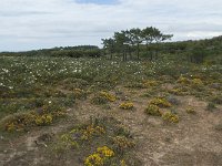 P, Faro, Vila do Bispo 19, Saxifraga-Willem van Kruijsbergen