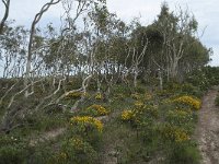 P, Faro, Vila do Bispo 20, Saxifraga-Willem van Kruijsbergen